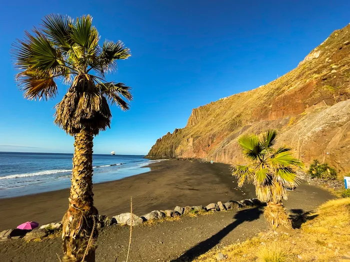 Palm trees on Playa de Las Gaviotas, Tenerife