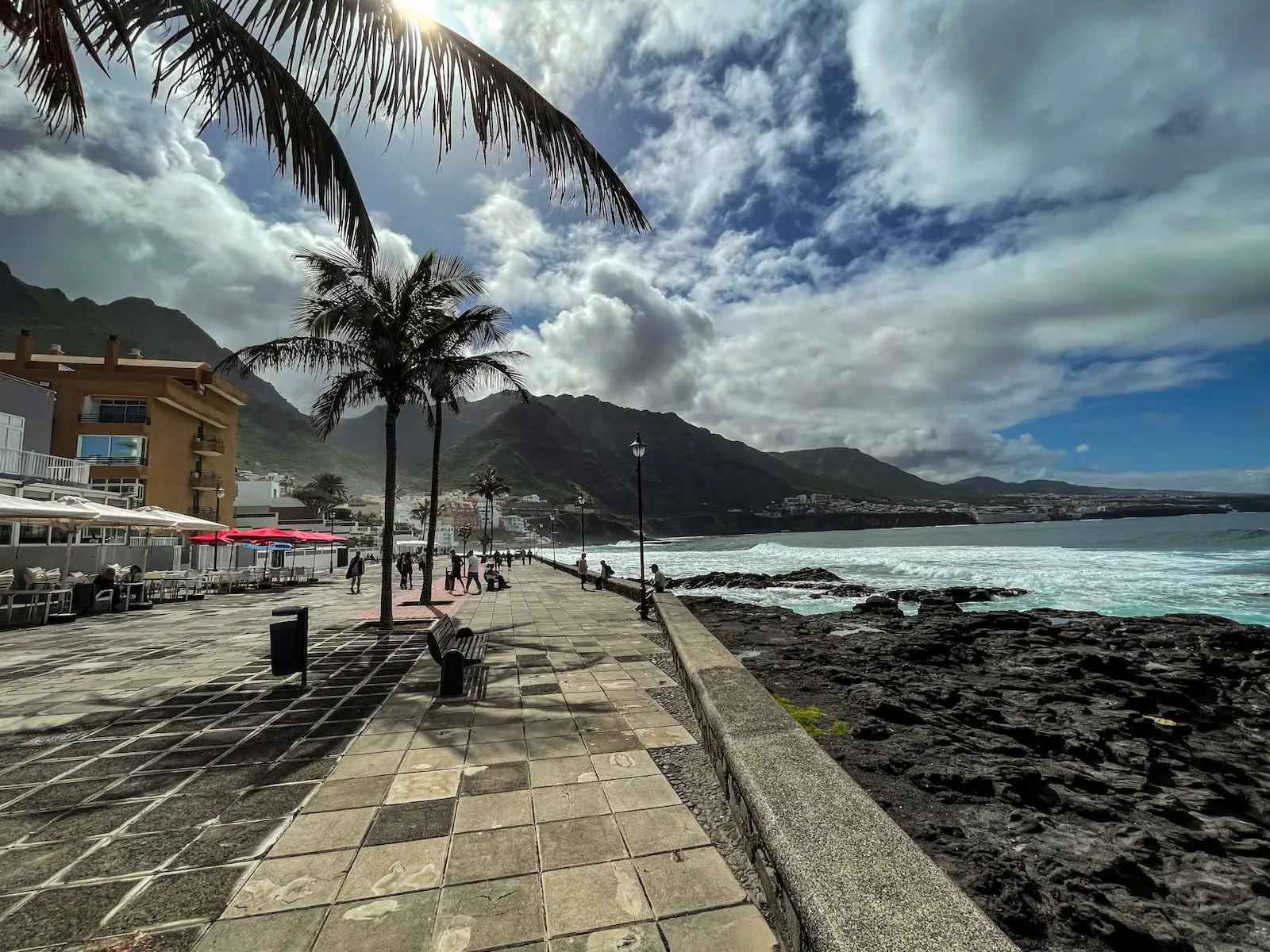 Palm tree along the seafront promenade in Punta del Hidalgo