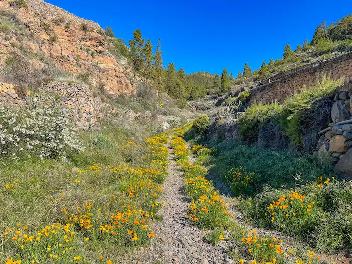Hiking trail with yellow and orange wildflowers on the return section