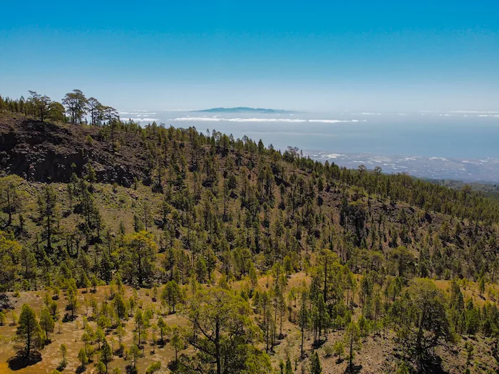 Distant view of Gran Canaria from pine-covered slope on Paisaje Lunar trail