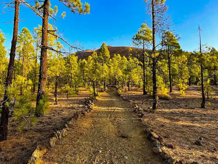 Straight pine forest trail on Paisaje Lunar route