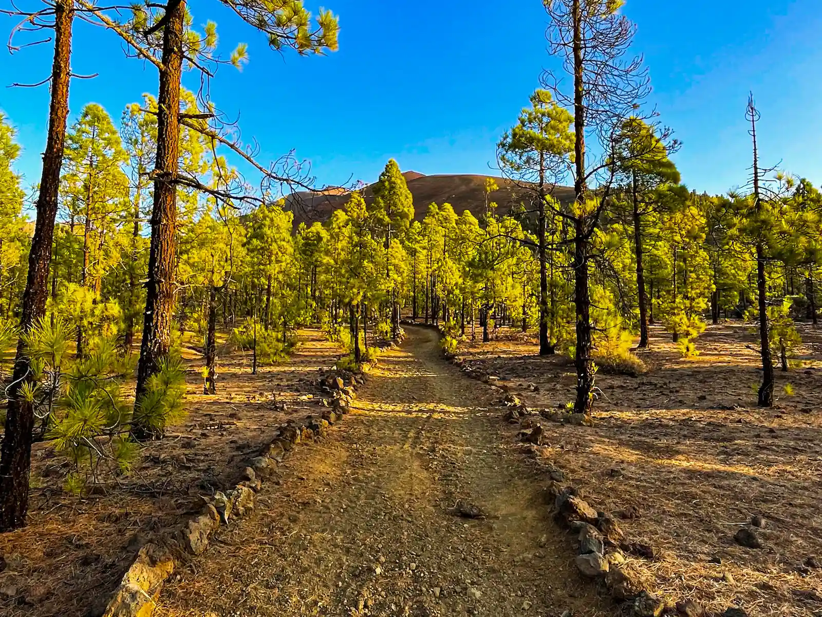 Straight pine forest trail on Paisaje Lunar route