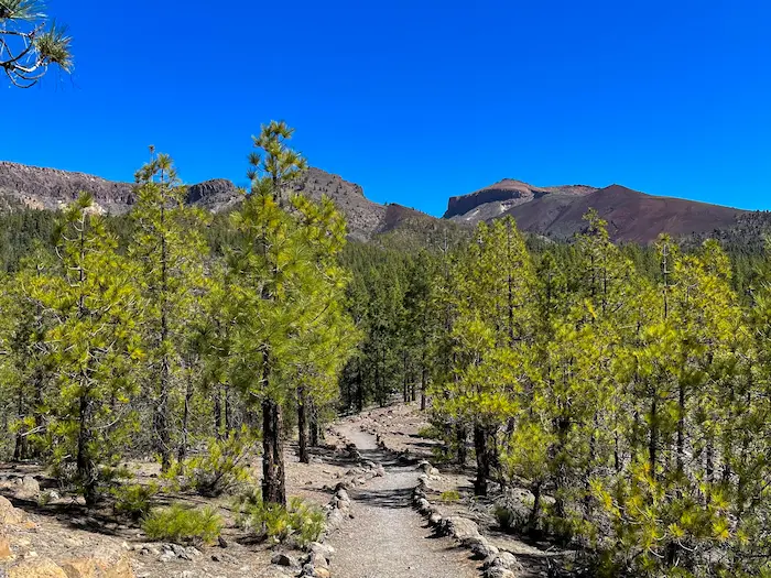 Pine forest path at the beginning of Paisaje Lunar Trail in Tenerife