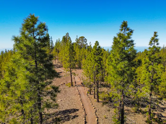 Pine forest trail in Corona Forestal on Paisaje Lunar hike