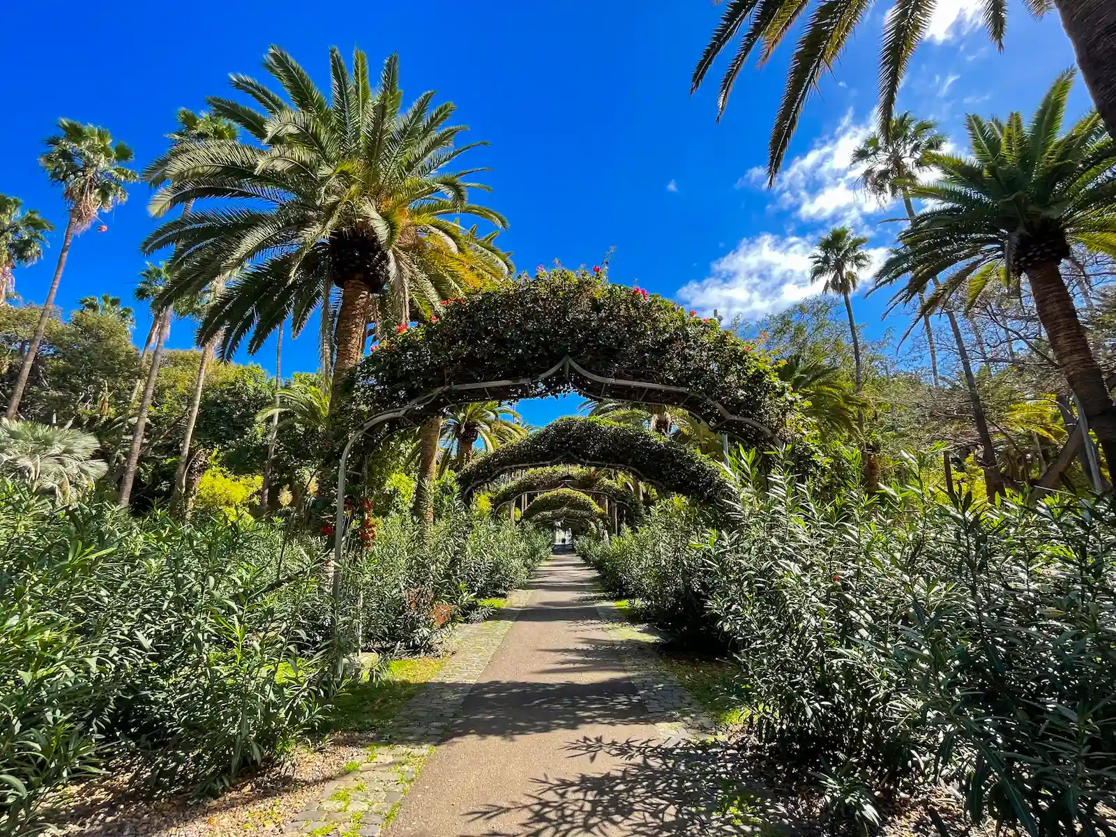 Floral arches in a walking path of Parque García Sanabria