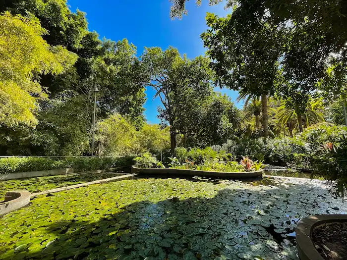 Lily-covered pond inside Parque García Sanabria in Santa Cruz