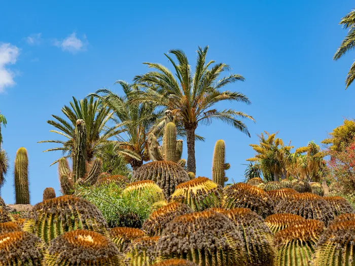 Tropical cactus and palm garden at the Palmetum of Santa Cruz