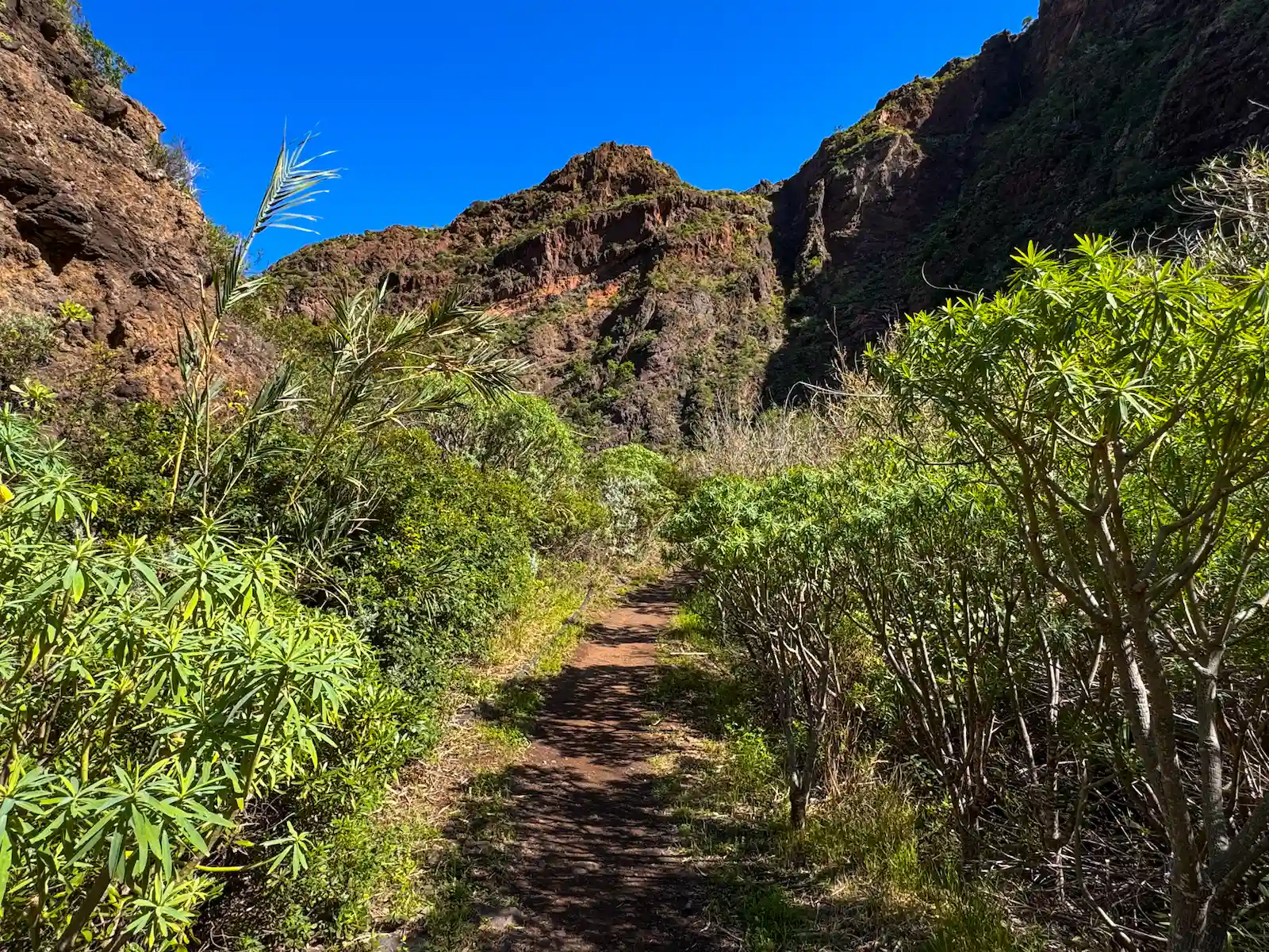 Narrow hiking trail surrounded by green bushes and cliffs