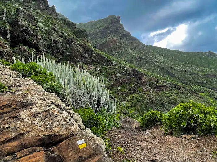 Cactus and trail marker on the Afur Taganana hike