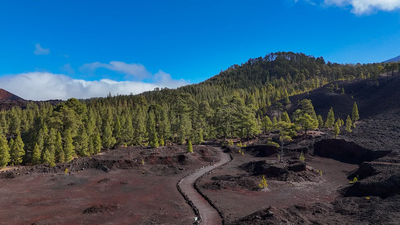 Curved trail cutting through volcanic terrain with forest in background