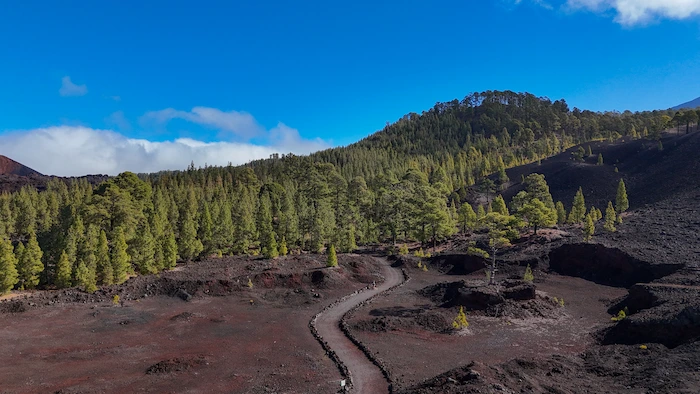 Curved trail cutting through volcanic terrain with forest in background