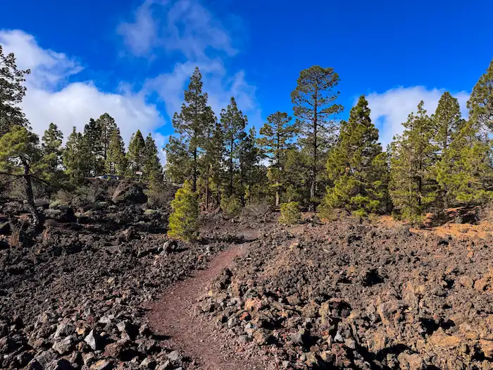 Rocky volcanic path with pine trees on Chinyero Hike Tenerife