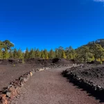 Volcanic gravel trail with forest in the background on Chinyero Hike Tenerife