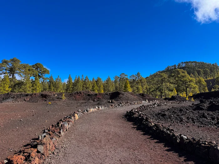 Volcanic gravel trail with forest in the background on Chinyero Hike Tenerife