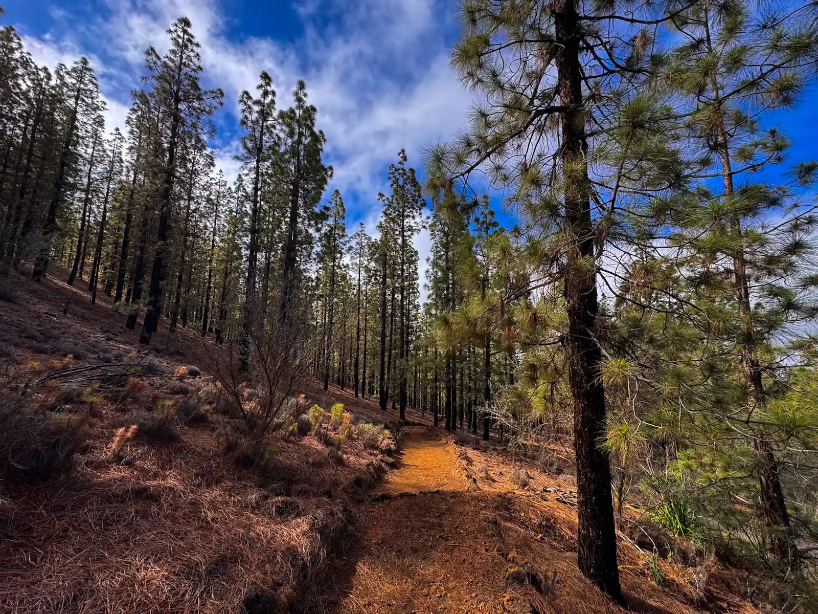 Path through pine forest on Chinyero Hike Tenerife