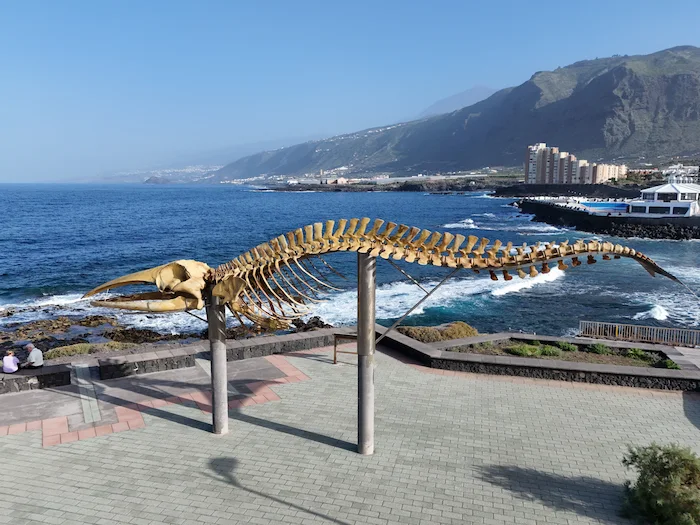 Whale skeleton sculpture by the ocean in Puertito de Los Silos