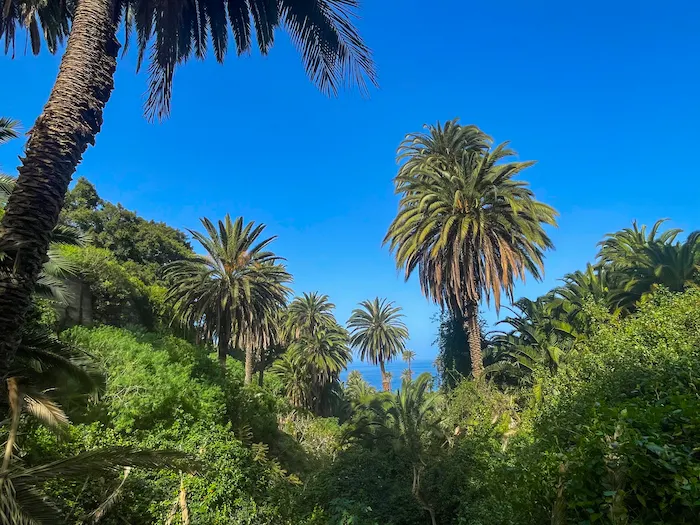 Ocean view through palm trees on the Rambla de Castro hiking route