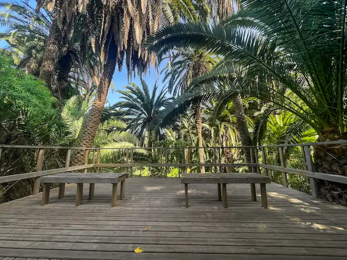 Rest stop with benches under tall palm trees on Rambla de Castro trail