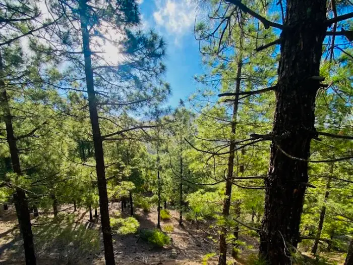 Canary pine trees along a shaded path on Masca Trail