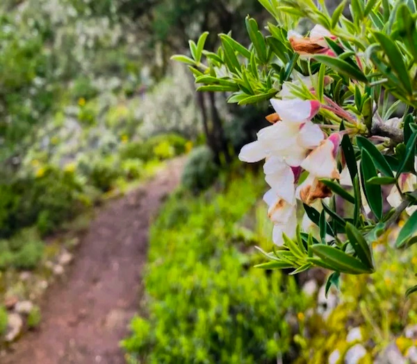 Flowering bush along the Masca trail in Tenerife