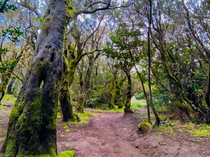 Green forest path along the Masca Hike