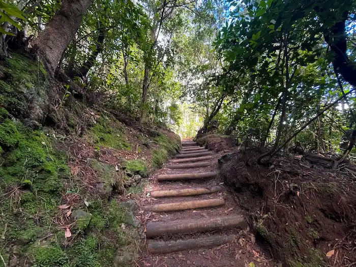Wooden forest steps on the Agua García trail in Tenerife