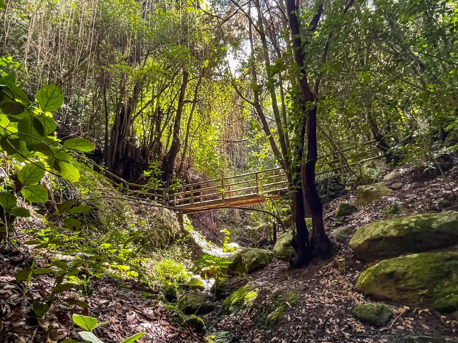 Wooden bridge over small stream in Agua García forest