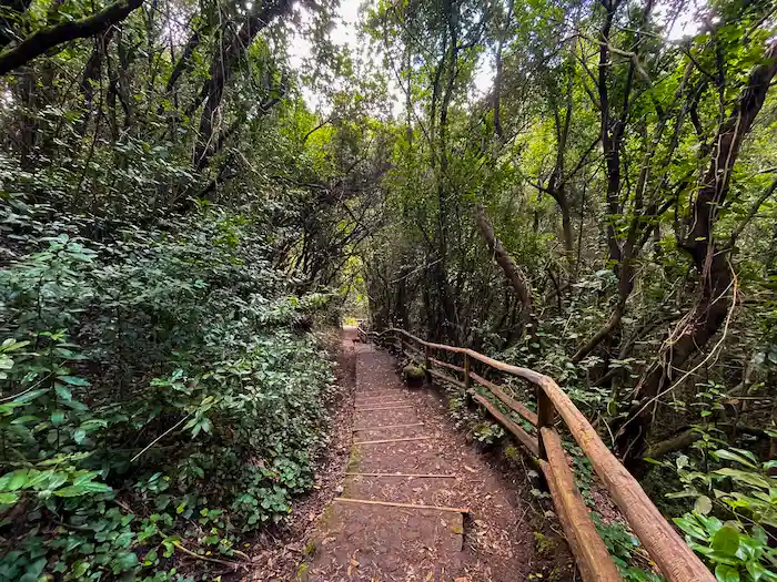 Accessible forest path with railing at Agua García