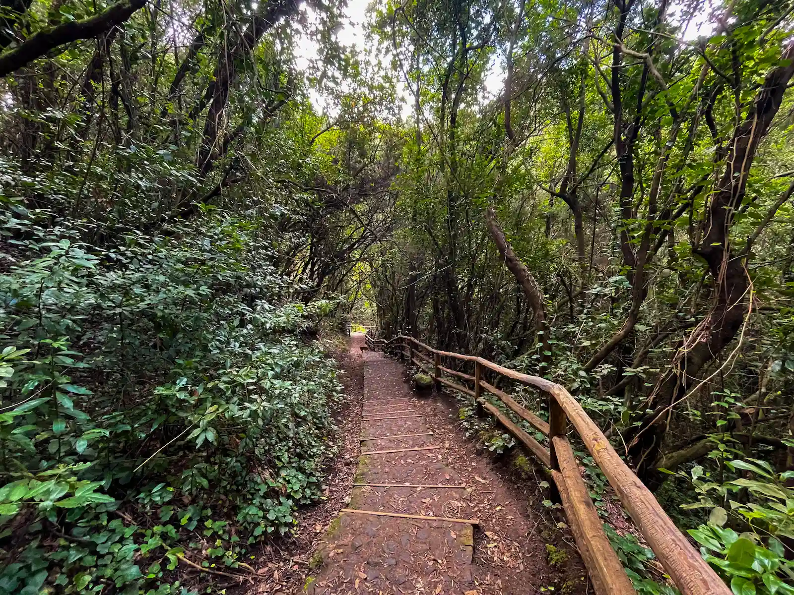 Accessible forest path with railing at Agua García