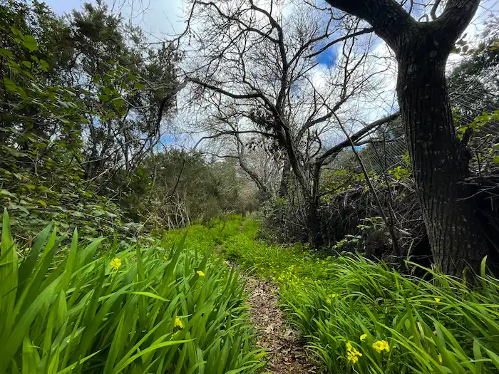 Wildflowers along the Agua García trail
