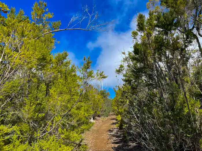 Sunny trail cutting through dry forest near Agua García
