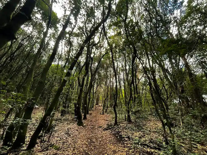 Shaded path through Agua García’s laurel trees