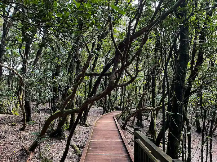 Wooden walkway on Sendero de los Sentidos trail Tenerife