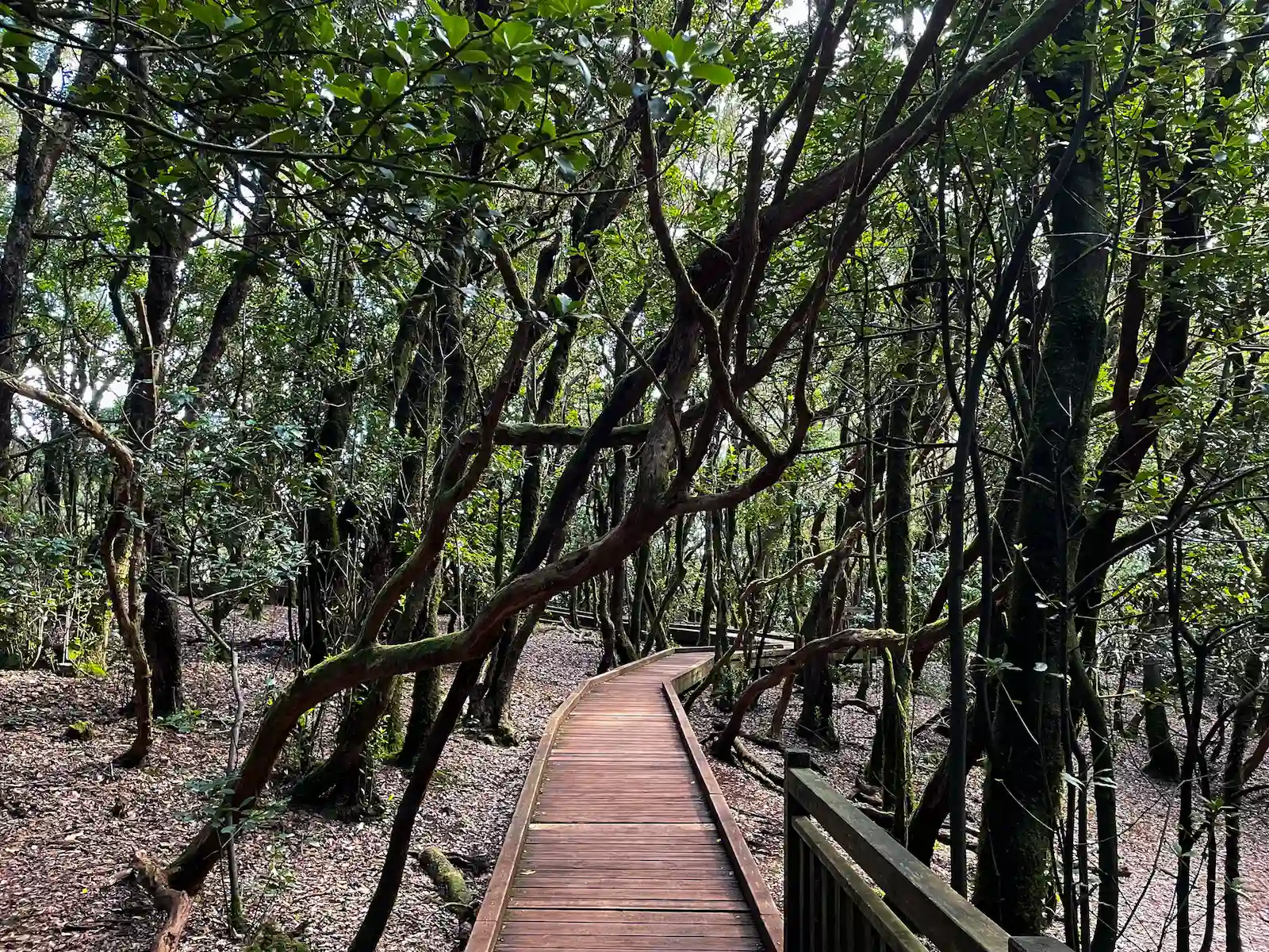 Wooden walkway on Sendero de los Sentidos trail Tenerife