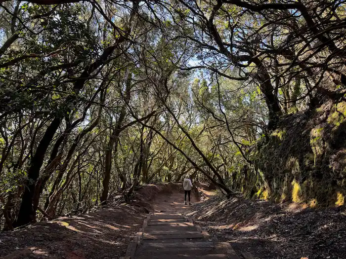 Path of Senses forest trail Anaga Tenerife