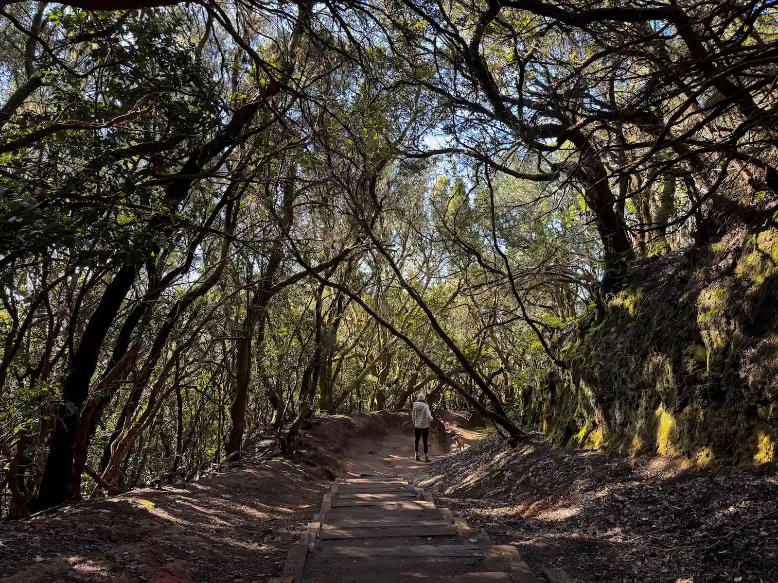 Path of Senses forest trail Anaga Tenerife