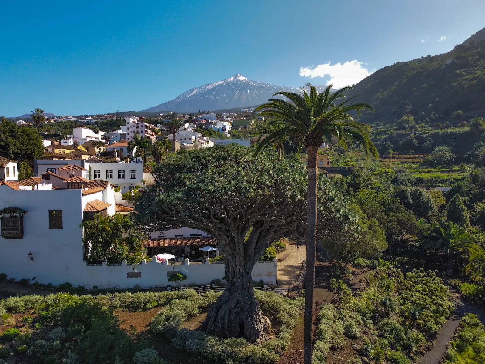 View of Drago Milenario with Mount Teide in the background