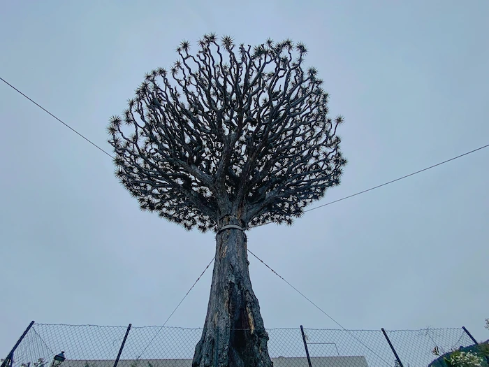 Dragon tree in Icod de los Vinos at sunset