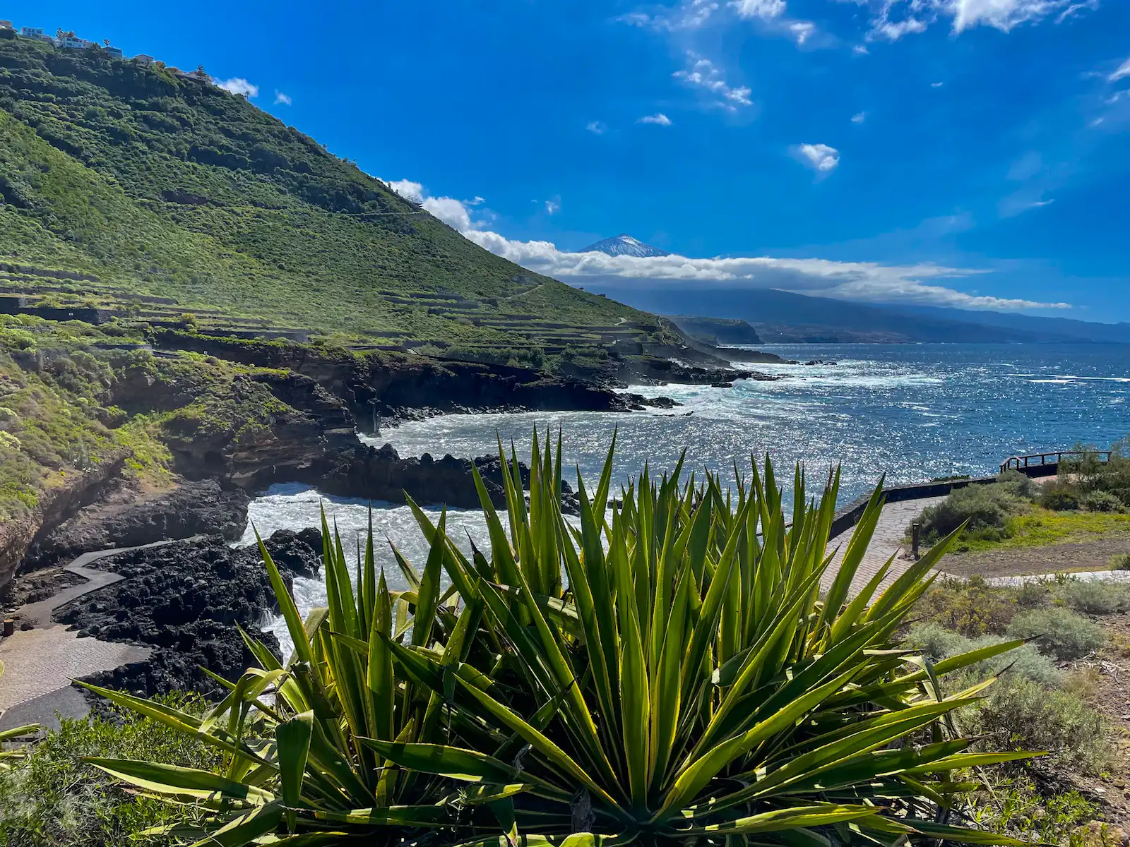 View of the El Sauzal coastline and cliffs with native plants in the foreground