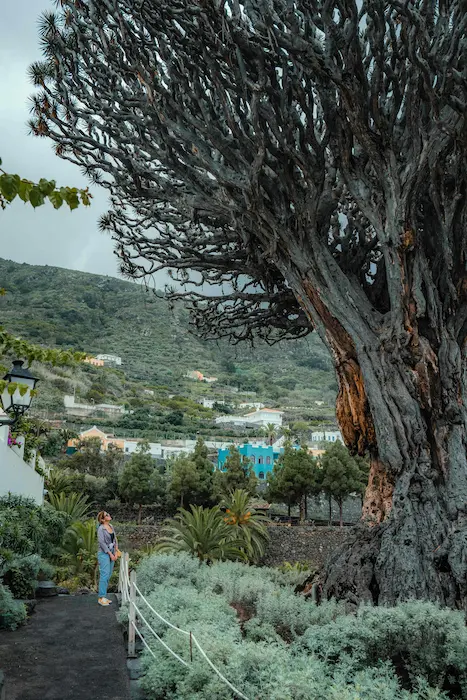 Giant Drago Milenario tree in Icod de los Vinos, Tenerife, with a person standing below it