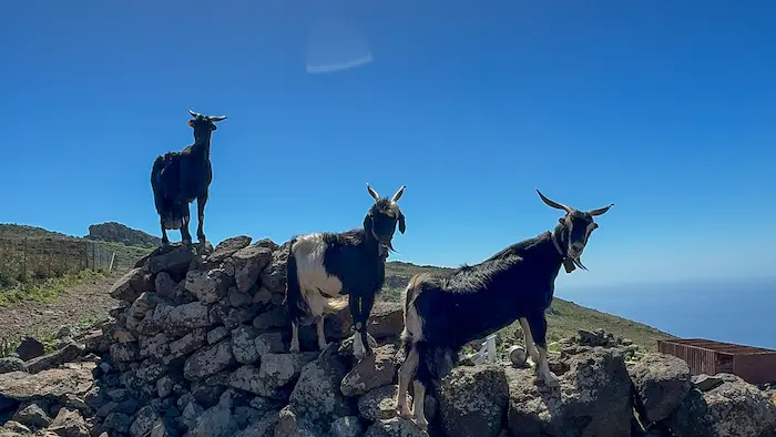 Three black goats standing on a stone wall in Teno Alto, Tenerife, with ocean views in the background