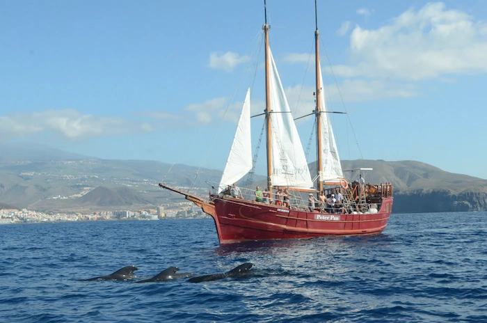 Whale watching boat tour with dolphins swimming near a red sailboat in Tenerife