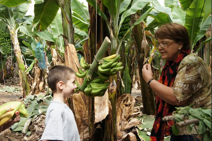 Woman showing a banana flower to a young boy during a plantation tour in Tenerife