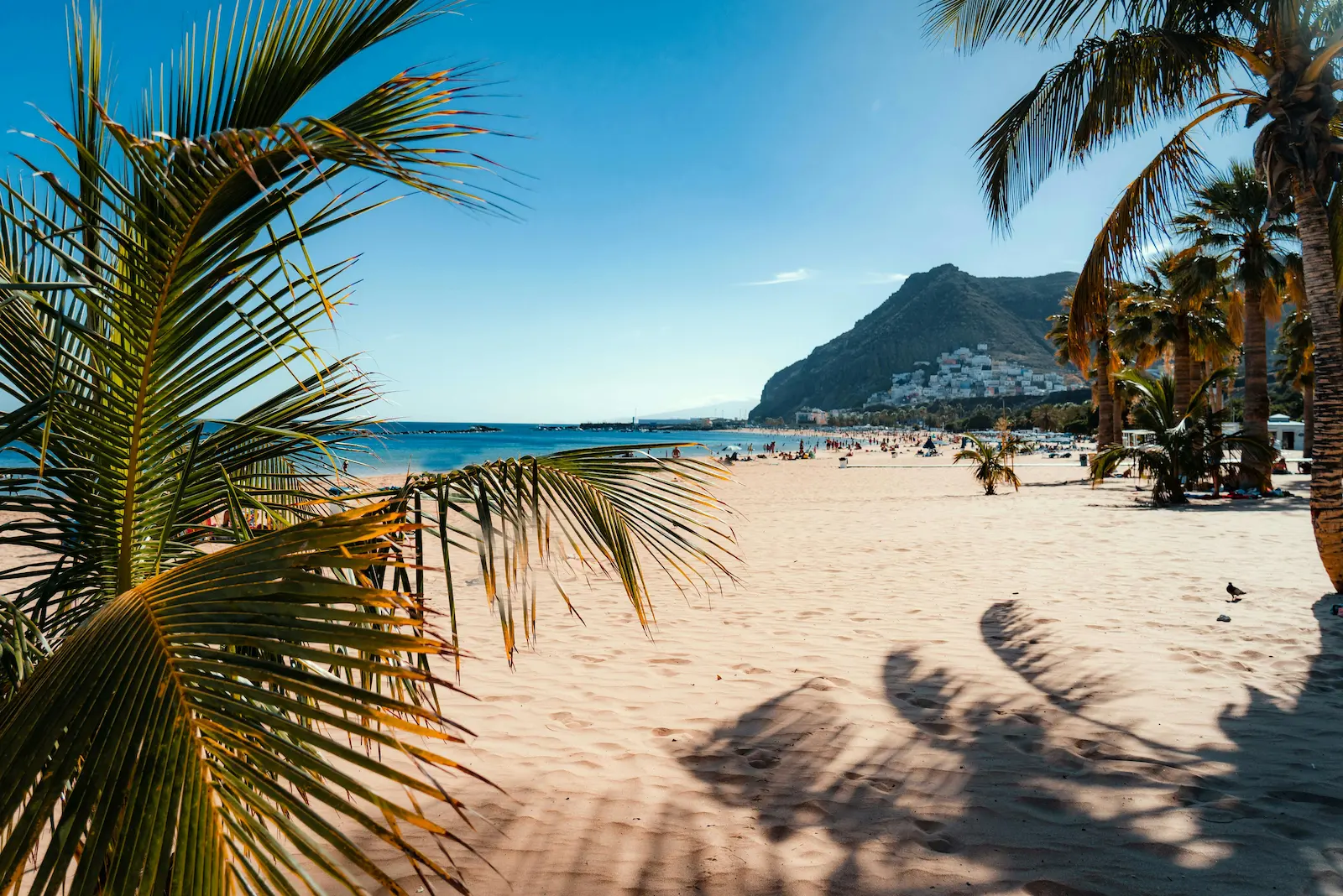 Playa de Las Teresitas with golden sand and palm trees in Tenerife