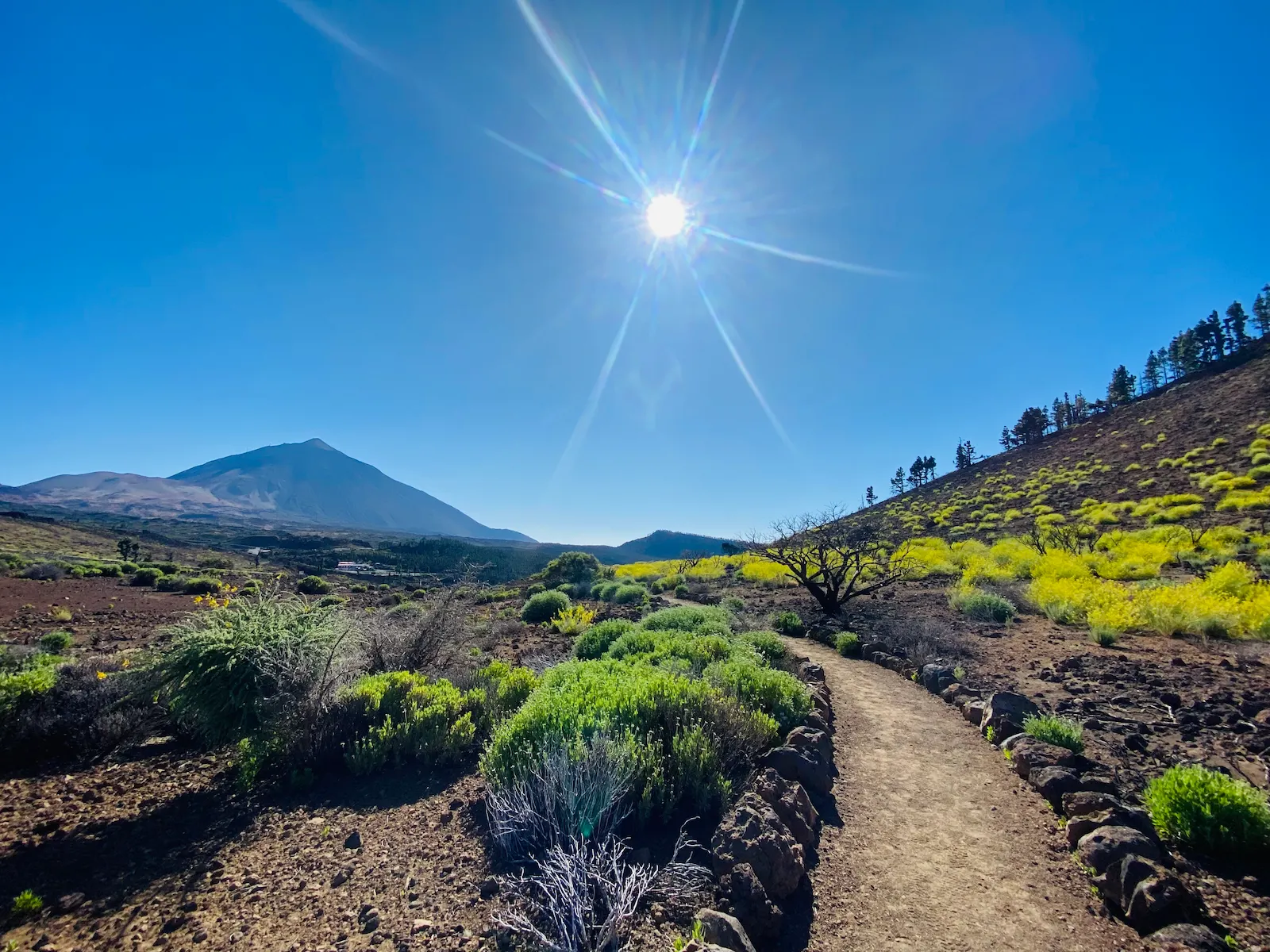 Hiking trail in Teide National Park with spring wildflowers and Mount Teide in the background