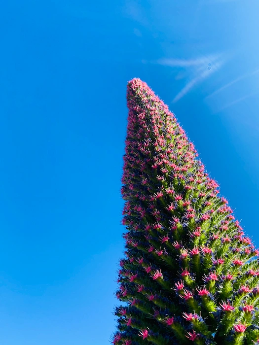 Close-up of Tajinaste rojo flowering in Teide National Park